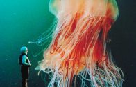 Psychedelic Jellyfish