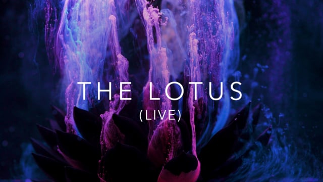The Lotus - Trippy.me